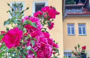 Charmante Ferienwohnung 2 im Schmöllerhäuschen - Foto 15