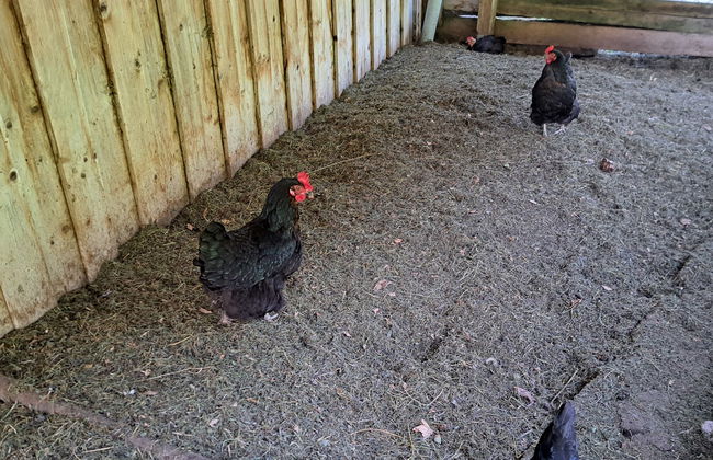 Bischofsmütze - Photo 21