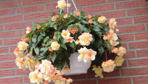 Ferienwohnung Landidyll - Foto 2