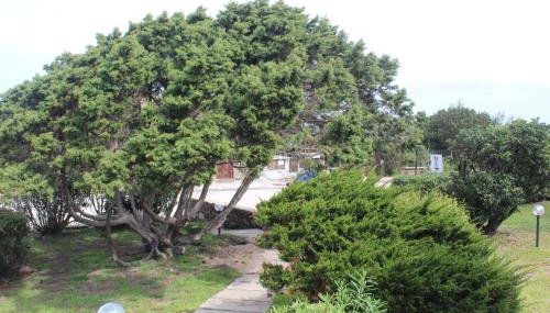 Casa vacanze Nuovi Orizzonti I3 - Stintino - Foto 4, Garden, Garden view
