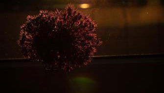 FerienwohnungHeimatgefühl - Photo 5