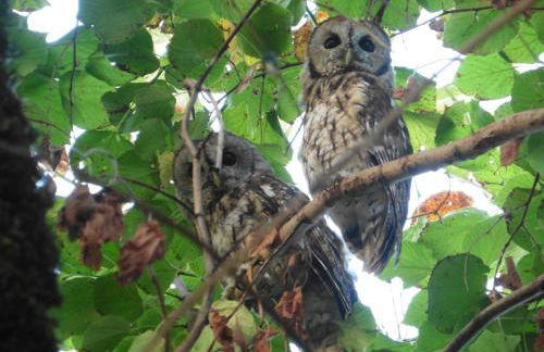 Gîte de charme piscine privée à Martel - Foto 43