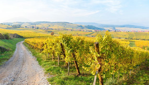 Strada del vino in Alsazia