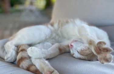 Tenuta Pizzone Wine Resort - Foto 14