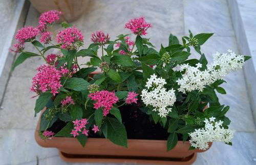 George & Dimitra's House - Foto 23