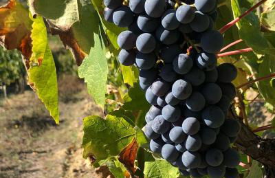 Podere Bellavista - Foto 77