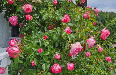 Gästehaus Cavallo - Foto 20