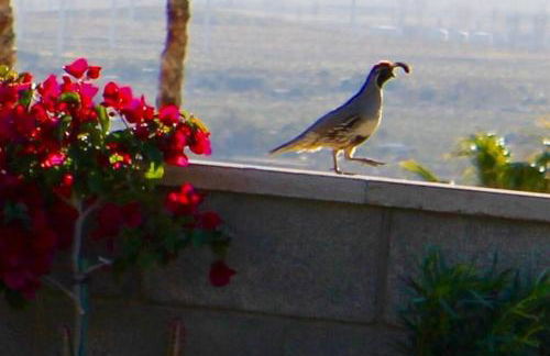 Mineral Saltwater Solar heated Pool & Spa Oasis with mountain views and Koi pond - Foto 16