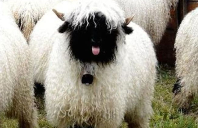 Immaculate Cabin 5 Mins to Inverness Dogs Welcome - Photo 3