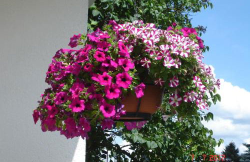 Urlaub auf dem Bauernhof Marx - Foto 24