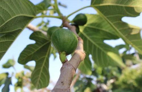 Agriturismo Masseria Cannella - Foto 57