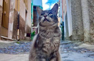 Domu Malaspina - Photo 36