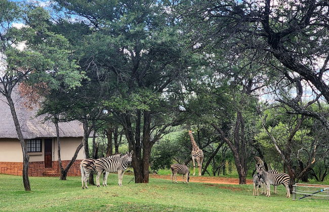 Buyskop Lodge - Foto 57