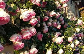 Agriturismo Valiana - Foto 59