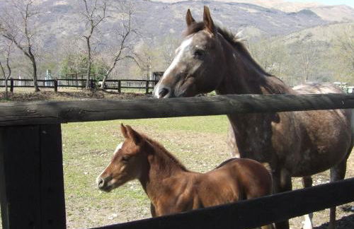 Agriturismo al Ranch - Foto 20