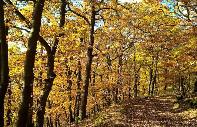 A-frame House in Dreislar Near Ski Slopes - Foto 29