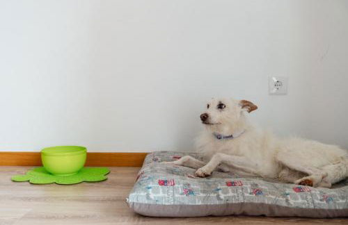 Apartamento Equitare Rural na Serra de Lousã - Foto 32