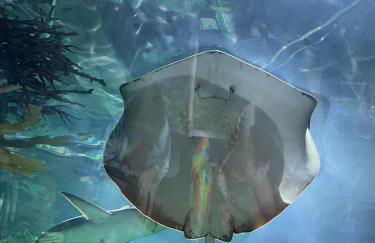 The Minted Mermaid - Foto 34