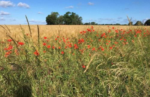 Black-headed Gull Comfortable Holiday Residence - Foto 39
