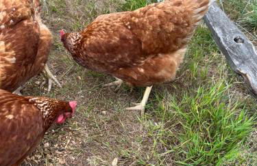 Apple Blues Farm - Foto 34