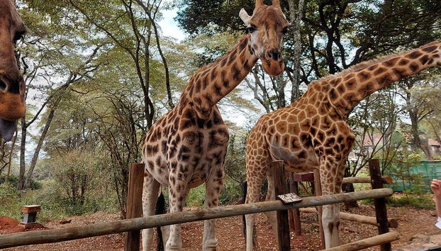 Excursión al Giraffe Centre - Foto 3, Giraffe Centre
