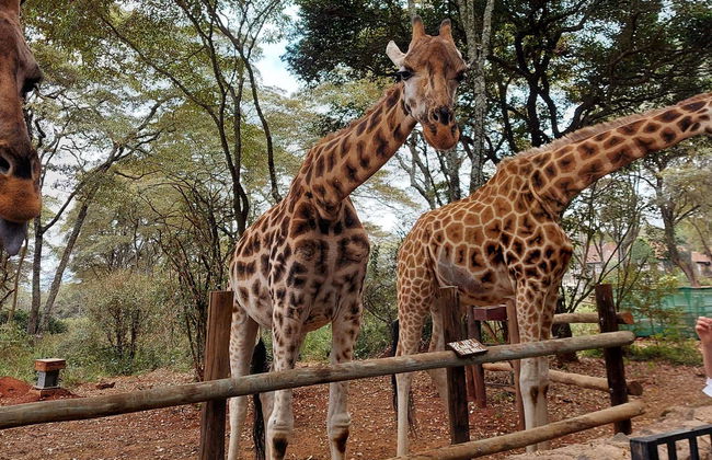 Excursión al Giraffe Centre - Foto 3