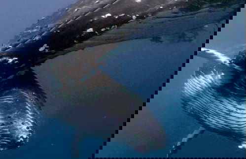 Avvistamento di balene a Puerto Vallarta - Foto 5