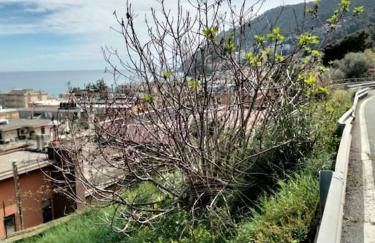 stella marina - Foto 32