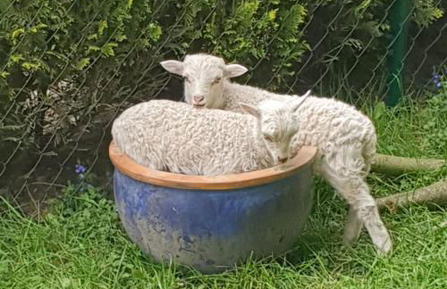 Hoffmanns-Hof-Sinspert - Foto 30