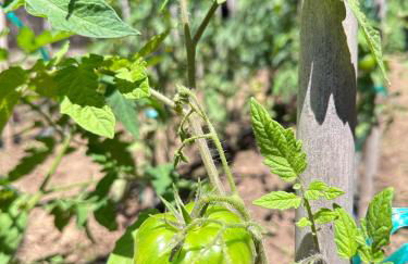 Mas Can Calet Aparthotel - Foto 100