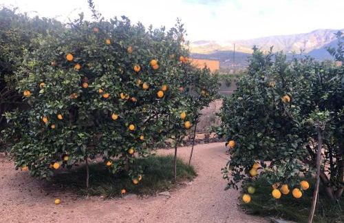 Afrikan Krisant Tenerife, Casa Rural Ecologica - Foto 44