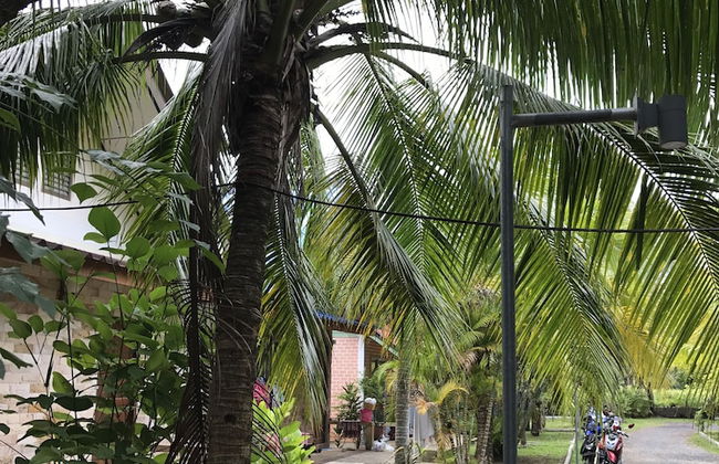 Coconut Bungalow - Foto 16