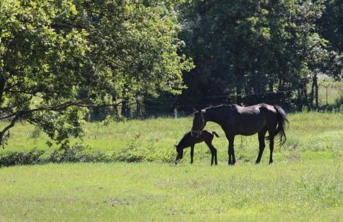 Pension Lindenhof Drabsch - Foto 7