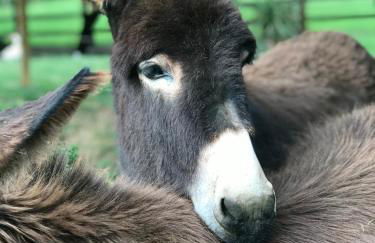 Agroturismo Anziola - Foto 44