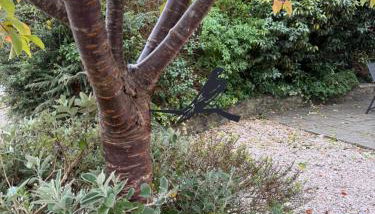 House Martin - Foto 4