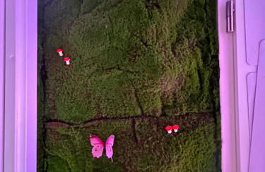 La Belle et le Nooki - Foto 55