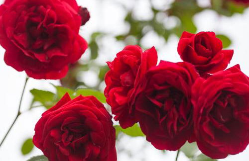 Agriturismo Il Cavicchio - Foto 7