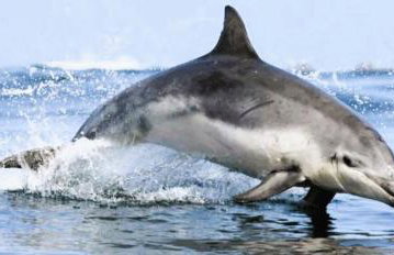 Au Homard Suspendu - Foto 21