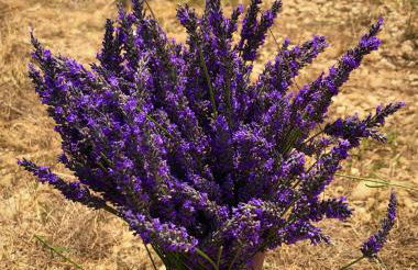 Chez Georges - Maison 2 - Les Gîtes du Verdon - Foto 30