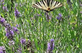 Sous le Grand Pin Piscine & Spa Gîtes Éden en Cévennes à Anduze Gard - Foto 60