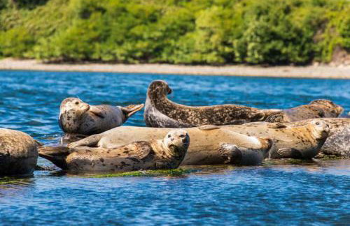Poulsbo Waterfront Lodge with Game Room Library - Foto 80