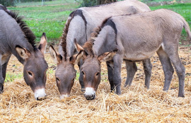 Su Leunaxiu - Foto 24