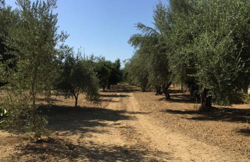 Elaianthos 1 - Foto 14