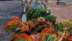 Riegos de Lino - Foto 1