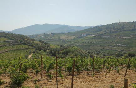 Quinta dos Padrinhos - Suites in the Heart of the Douro - Foto 61