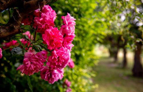 Wintertraum in Damm - 70 qm Wellness & Wohlfühl-Atmosphäre - Foto 37