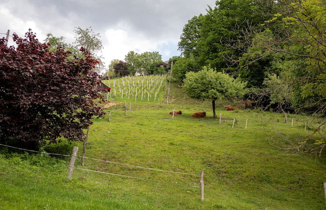 Apartment at the Vesel Homestead, Local Experience - Foto 19