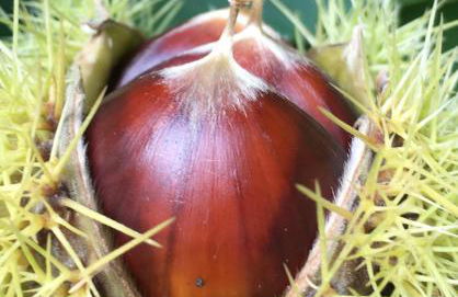 La Coutinelle - Foto 7