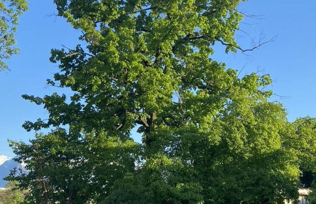 Ferienhaus Oase am Mühlebach - Foto 16