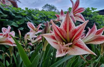 Apartments Fantazija Rovinj - Foto 35